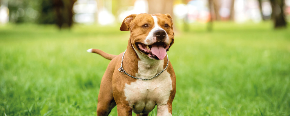 Qu'est-ce qu'un chien catégorisé ?