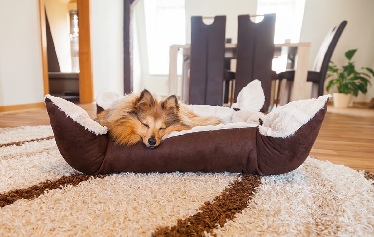 Chien qui dort dans son panier