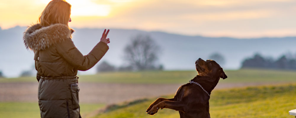 Éducation du chien : comment la réussir ?