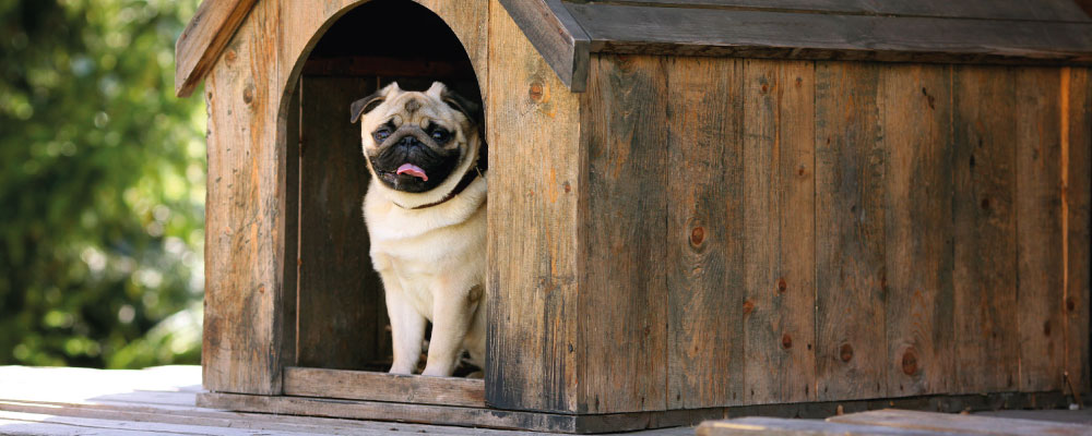 Chien dans une niche en bois